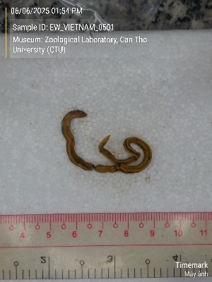  ( - EW_VIETNAM_0501)  @11 [ ] by-nc-sa (2025) Thibaud Decaëns University of Montpellier