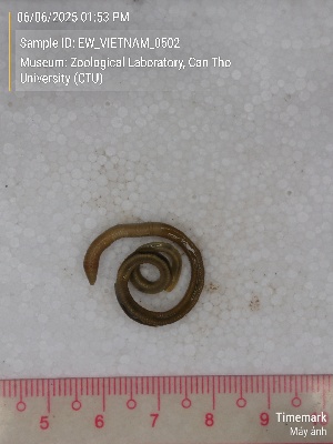  ( - EW_VIETNAM_0502)  @11 [ ] by-nc-sa (2025) Thibaud Decaëns University of Montpellier