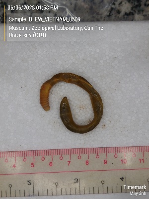  (Metaphire doiphamon - EW_VIETNAM_0509)  @11 [ ] by-nc-sa (2025) Thibaud Decaëns University of Montpellier