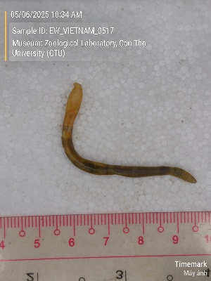  ( - EW_VIETNAM_0517)  @11 [ ] by-nc-sa (2025) Thibaud Deca&euml;ns University of Montpellier