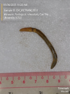  ( - EW_VIETNAM_0518)  @11 [ ] by-nc-sa (2025) Thibaud Deca&euml;ns University of Montpellier