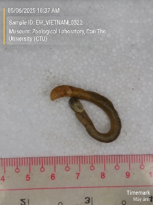  ( - EW_VIETNAM_0522)  @11 [ ] by-nc-sa (2025) Thibaud Deca&euml;ns University of Montpellier