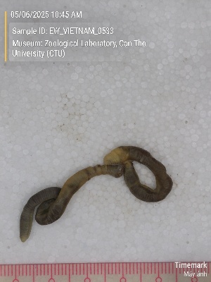  (Polypheretima alba - EW_VIETNAM_0533)  @11 [ ] by-nc-sa (2025) Thibaud Decaëns University of Montpellier