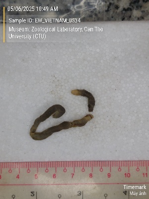  ( - EW_VIETNAM_0534)  @11 [ ] by-nc-sa (2025) Thibaud Decaëns University of Montpellier