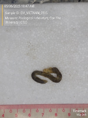  ( - EW_VIETNAM_0535)  @11 [ ] by-nc-sa (2025) Thibaud Decaëns University of Montpellier