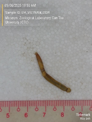  ( - EW_VIETNAM_0539)  @11 [ ] by-nc-sa (2025) Thibaud Deca&euml;ns University of Montpellier