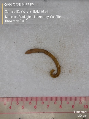  ( - EW_VIETNAM_0554)  @11 [ ] by-nc-sa (2025) Thibaud Decaëns University of Montpellier