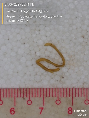  ( - EW_VIETNAM_0569)  @11 [ ] by-nc-sa (2025) Thibaud Decaëns University of Montpellier