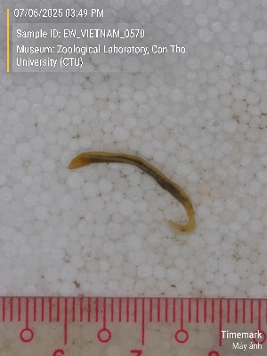  ( - EW_VIETNAM_0570)  @11 [ ] by-nc-sa (2025) Thibaud Decaëns University of Montpellier