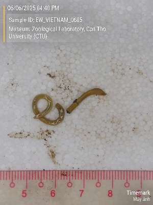  ( - EW_VIETNAM_0605)  @11 [ ] by-nc-sa (2025) Thibaud Decaëns University of Montpellier