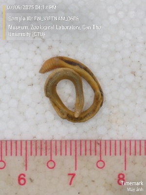  ( - EW_VIETNAM_0606)  @11 [ ] by-nc-sa (2025) Thibaud Decaëns University of Montpellier