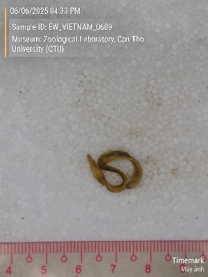  ( - EW_VIETNAM_0609)  @11 [ ] by-nc-sa (2025) Thibaud Decaëns University of Montpellier