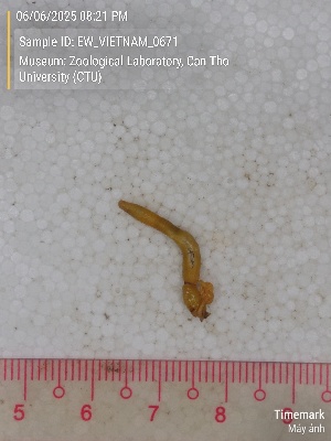  ( - EW_VIETNAM_0671)  @11 [ ] by-nc-sa (2025) Thibaud Decaëns University of Montpellier