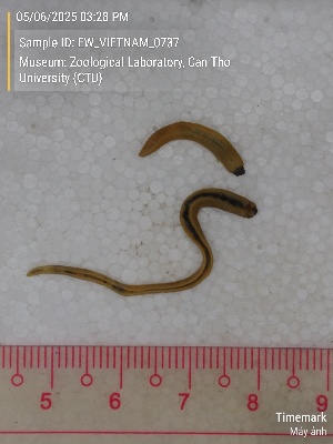  ( - EW_VIETNAM_0737)  @11 [ ] by-nc-sa (2025) Thibaud Decaëns University of Montpellier