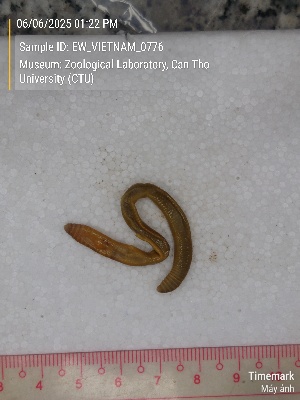  (Metaphire kiengiangensis - EW_VIETNAM_0776)  @11 [ ] by-nc-sa (2025) Thibaud Decaëns University of Montpellier