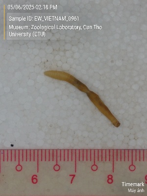  ( - EW_VIETNAM_0961)  @11 [ ] by-nc-sa (2025) Thibaud Decaëns University of Montpellier