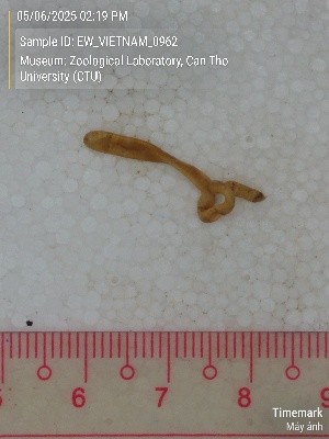  ( - EW_VIETNAM_0962)  @11 [ ] by-nc-sa (2025) Thibaud Decaëns University of Montpellier