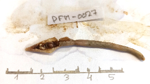  (Prosellodrilus pyrenaicus postandrus - DFM-0027)  @11 [ ] by-nc-sa (2021) Daniel Fernandez Marchan Universite Montpellier, CEFE Lab