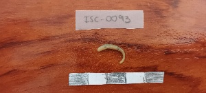  (Dendrobaena lacustris - ISC-0093)  @11 [ ] by-nc-sa (2022) Irene de Sosa Carrasco Universite Complutense