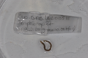  ( - EW-GAB.LBV-0356)  @12 [ ] Copyright (2012) Thibaud Decaens Laboratoire ECODIV, Univ Rouen