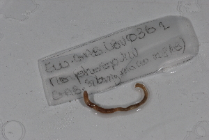  ( - EW-GAB.LBV-0361)  @12 [ ] Copyright (2012) Thibaud Decaens Laboratoire ECODIV, Univ Rouen