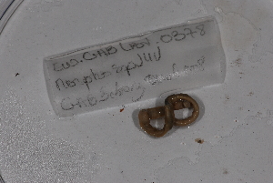  ( - EW-GAB.LBV-0378)  @12 [ ] Copyright (2012) Thibaud Decaens Laboratoire ECODIV, Univ Rouen