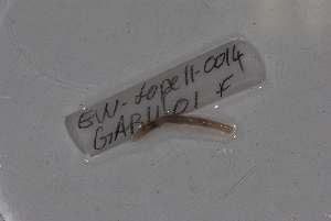  (Dichogaster gracilis - EW-Lope11-0014)  @13 [ ] Copyright (2012) Thibaud Decaens Laboratoire ECODIV, Univ Rouen