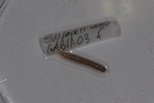  ( - EW-Lope11-0026)  @12 [ ] Copyright (2012) Thibaud Decaens Laboratoire ECODIV, Univ Rouen