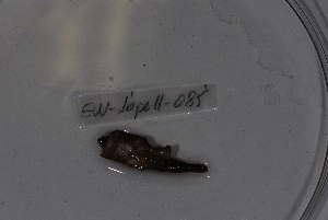  (Eminoscolex japmanus - EW-Lope11-0085)  @12 [ ] Copyright (2012) Thibaud Decaens Laboratoire ECODIV, Univ Rouen