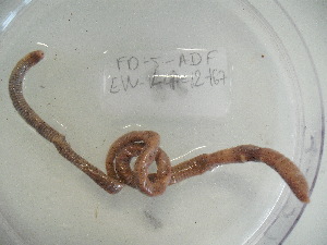  ( - EW-Lope12-0167)  @12 [ ] Copyright (2012) C.Doussot Ecodiv