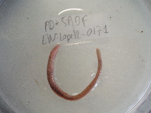  ( - EW-Lope12-0171)  @12 [ ] Copyright (2012) C.Doussot Ecodiv