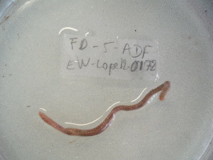  ( - EW-Lope12-0172)  @12 [ ] Copyright (2012) C.Doussot Ecodiv