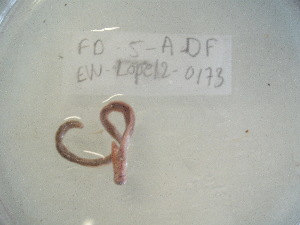  ( - EW-Lope12-0173)  @12 [ ] Copyright (2012) C.Doussot Ecodiv