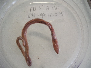  ( - EW-Lope12-0175)  @12 [ ] Copyright (2012) C.Doussot Ecodiv