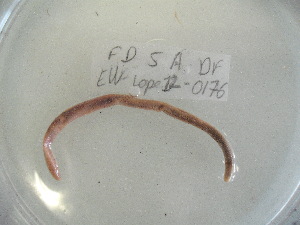  ( - EW-Lope12-0176)  @12 [ ] Copyright (2012) C.Doussot Ecodiv