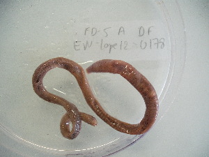  ( - EW-Lope12-0178)  @12 [ ] Copyright (2012) C.Doussot Ecodiv