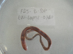  ( - EW-Lope12-0210)  @12 [ ] Copyright (2012) C.Doussot Ecodiv