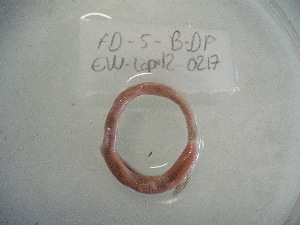  ( - EW-Lope12-0217)  @12 [ ] Copyright (2012) C.Doussot Ecodiv