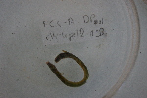  (Dichogaster OTU22 - EW-Lope12-0313)  @12 [ ] Copyright (2012) C.Doussot Ecodiv