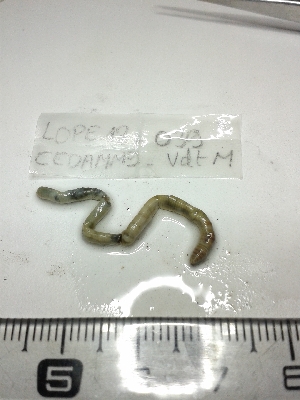  ( - LOPE13-040)  @12 [ ] CreativeCommons - Attribution Non-Commercial Share-Alike (2013) ECODIV Univ Rouen