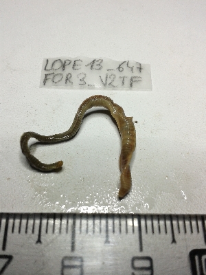  ( - LOPE13-647)  @12 [ ] CreativeCommons - Attribution Non-Commercial Share-Alike (2013) ECODIV Univ Rouen