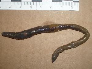  ( - EW-CA-093)  @13 [ ] CC-0 (2010) Unspecified Unspecified