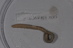  ( - EW_SAV_109)  @12 [ ] Copyright (2012) Thibaud Decaens Laboratoire ECODIV, Univ Rouen