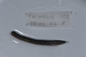  ( - EW-NOU2-108)  @12 [ ] Copyright (2011) Thibaud Decaens Laboratoire ECODIV, Univ Rouen