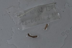  ( - EW-NOU2-130)  @12 [ ] Copyright (2011) Thibaud Decaens Laboratoire ECODIV, Univ Rouen