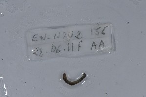  ( - EW-NOU2-156)  @12 [ ] Copyright (2011) Thibaud Decaens Laboratoire ECODIV, Univ Rouen