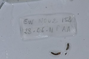  ( - EW-NOU2-158)  @12 [ ] Copyright (2011) Thibaud Decaens Laboratoire ECODIV, Univ Rouen