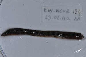  ( - EW-NOU2-184)  @12 [ ] Copyright (2011) Thibaud Decaens Laboratoire ECODIV, Univ Rouen
