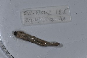  ( - EW-NOU2-185)  @12 [ ] Copyright (2011) Thibaud Decaens Laboratoire ECODIV, Univ Rouen