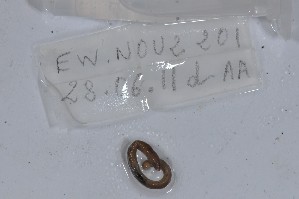  (Dichogaster andina - EW-NOU2-201)  @12 [ ] Copyright (2011) Thibaud Decaens Laboratoire ECODIV, Univ Rouen